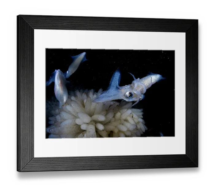 Framed Print : Opalescent inshore squids (Doryteuthis opalescens) laying eggs, Vancouver Island, British Columbia, Canada, Pacific Ocean Framed Print : Opalescent inshore squids (Doryteuthis opalescens) laying eggs, Vancouver Island, British Columbia, Canada, Pacific Ocean
