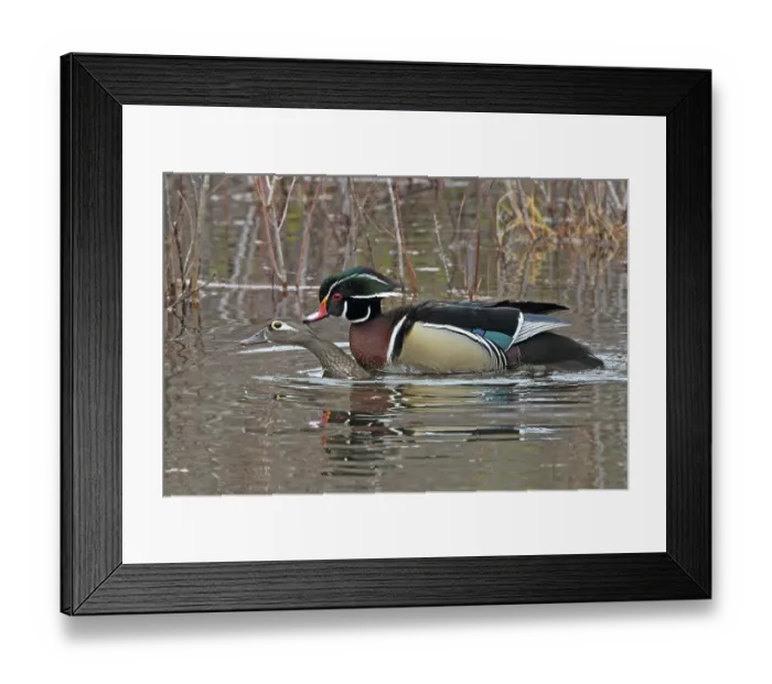 Framed Print : Wood ducks (Aix sponsa) pair mating in a beaver pond, Acadia National Park, Maine, USA. April Framed Print : Wood ducks (Aix sponsa) pair mating in a beaver pond, Acadia National Park, Maine, USA. April