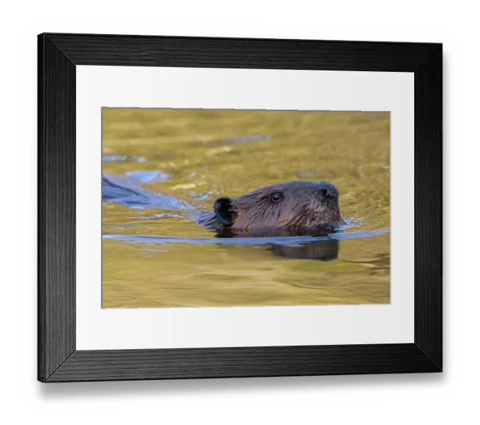 Framed Print : North American beaver (Castor canadensis) swimming in pond at sunrise, Acadia National Park, Maine, USA. April Framed Print : North American beaver (Castor canadensis) swimming in pond at sunrise, Acadia National Park, Maine, USA. April