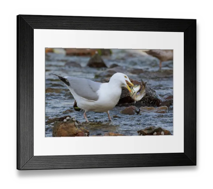 Framed Print : Herring gull (Larus smithsonianus) with Alewife (Alosa pseudoharengus) prey in beak, Somes Sound, near Acadia National Park, Maine, USA Framed Print : Herring gull (Larus smithsonianus) with Alewife (Alosa pseudoharengus) prey in beak, Somes Sound, near Acadia National Park, Maine, USA