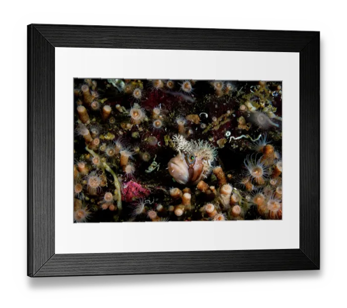 Framed Print : RF - Decorated warbonnet (Chirolophis decoratus) peering out from a hole in a rock wall, Salish Sea, British Columbia, Canada Framed Print : RF - Decorated warbonnet (Chirolophis decoratus) peering out from a hole in a rock wall, Salish Sea, British Columbia, Canada