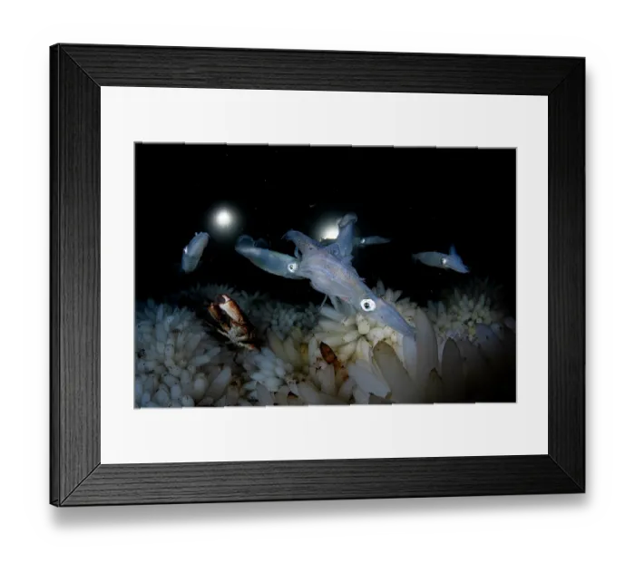 Framed Print : Group of Opalescent inshore squids (Doryteuthis opalescens) mating and laying eggs on ocean floor, Vancouver Island, British Columbia, Canada, Pacific Ocean Framed Print : Group of Opalescent inshore squids (Doryteuthis opalescens) mating and laying eggs on ocean floor, Vancouver Island, British Columbia, Canada, Pacific Ocean