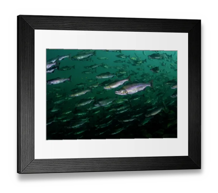 Framed Print : Pink salmon (Oncorhynchus gorbuscha) huge shoal migrating up the Campbell River, Vancouver Island, British Columbia, Canada