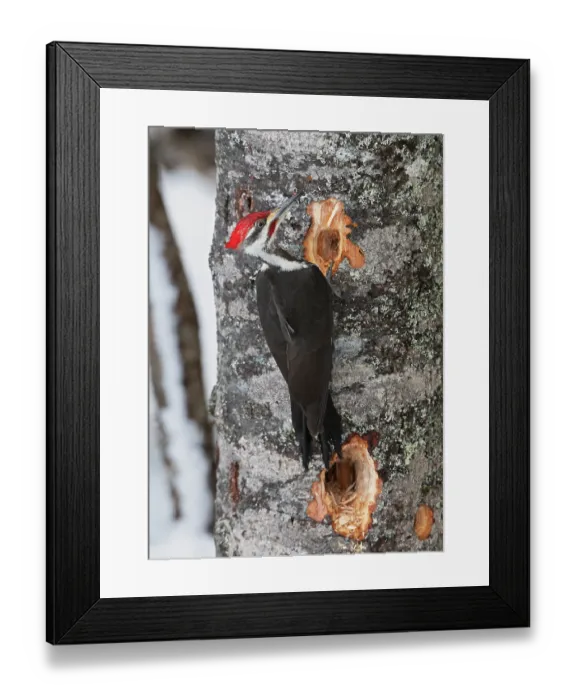 Framed Print : Pileated woodpecker (Dryocopus pileatus) feeding on tree trunk, Acadia National Park, Maine, USA. March Framed Print : Pileated woodpecker (Dryocopus pileatus) feeding on tree trunk, Acadia National Park, Maine, USA. March