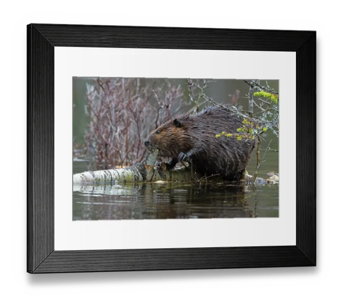 Framed Print : North American beaver (Castor canadensis) feeding on a fallen birch tree, Acadia National Park, Maine, USA. May.A Framed Print : North American beaver (Castor canadensis) feeding on a fallen birch tree, Acadia National Park, Maine, USA. May.A