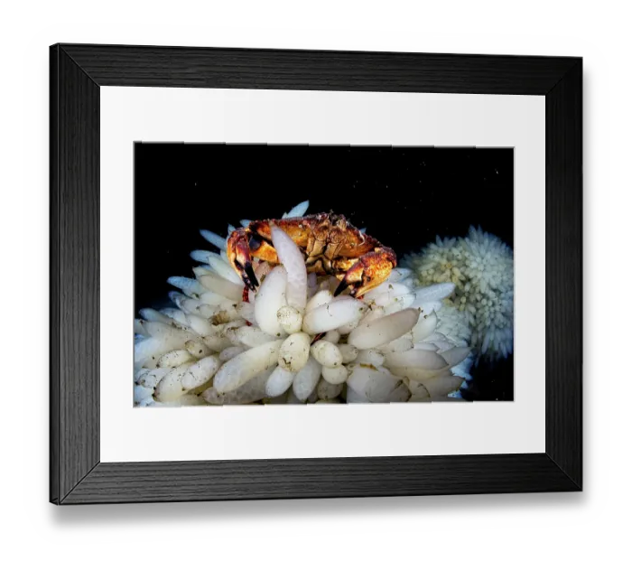 Framed Print : Red rock crab (Cancer productus) feeding on the eggs of Opalescent inshore squid (Doryteuthis opalescens), Vancouver Island, British Columbia, Canada, Pacific Ocean Framed Print : Red rock crab (Cancer productus) feeding on the eggs of Opalescent inshore squid (Doryteuthis opalescens), Vancouver Island, British Columbia, Canada, Pacific Ocean