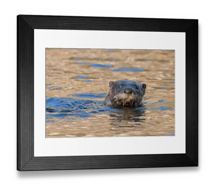 Framed Print : North American river otter (Lontra canadensis) swimming in a beaver pond at sunrise, Acadia National Park, Maine, USA. November Framed Print : North American river otter (Lontra canadensis) swimming in a beaver pond at sunrise, Acadia National Park, Maine, USA. November