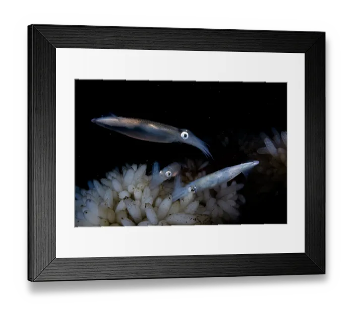 Framed Print : Opalescent inshore squids (Doryteuthis opalescens) laying eggs, Vancouver Island, British Columbia, Canada, Pacific Ocean Framed Print : Opalescent inshore squids (Doryteuthis opalescens) laying eggs, Vancouver Island, British Columbia, Canada, Pacific Ocean