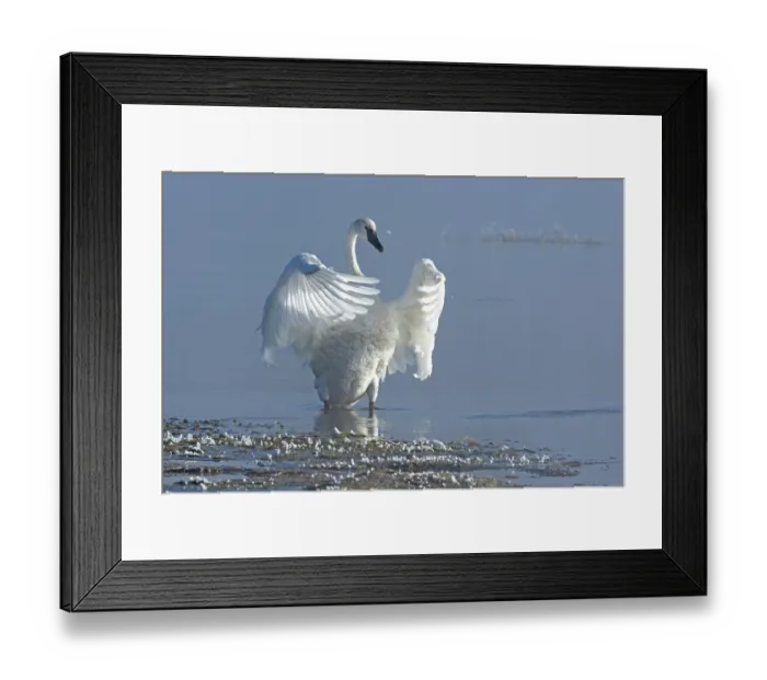 Framed Print : Trumpeter swan (Cygnus buccinator) taking off from the Yellowstone River, Yellowstone National Park, Wyoming, USA. September Framed Print : Trumpeter swan (Cygnus buccinator) taking off from the Yellowstone River, Yellowstone National Park, Wyoming, USA. September
