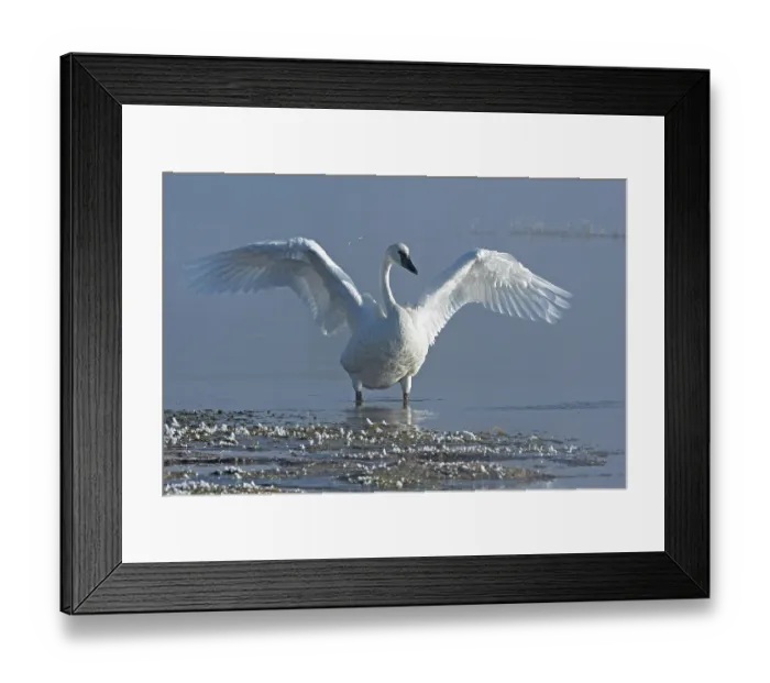 Framed Print : Trumpeter swan (Cygnus buccinator) spreading its wings in early morning fog on the Yellowstone River, Yellowstone National Park, Wyoming, USA. September Framed Print : Trumpeter swan (Cygnus buccinator) spreading its wings in early morning fog on the Yellowstone River, Yellowstone National Park, Wyoming, USA. September