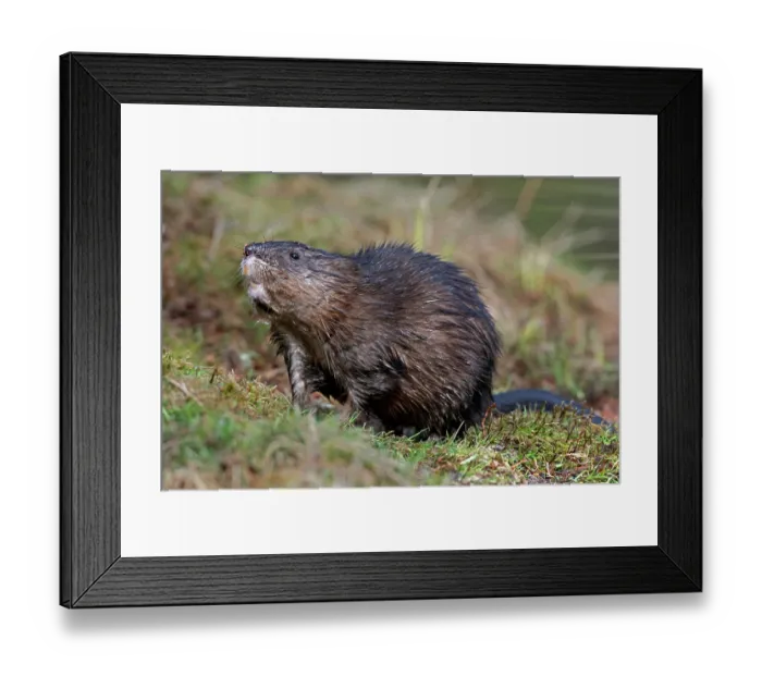 Framed Print : Muskrat (Ondatra zibethicus) at edge of beaver pond, Acadia National Park, Maine, USA. April Framed Print : Muskrat (Ondatra zibethicus) at edge of beaver pond, Acadia National Park, Maine, USA. April