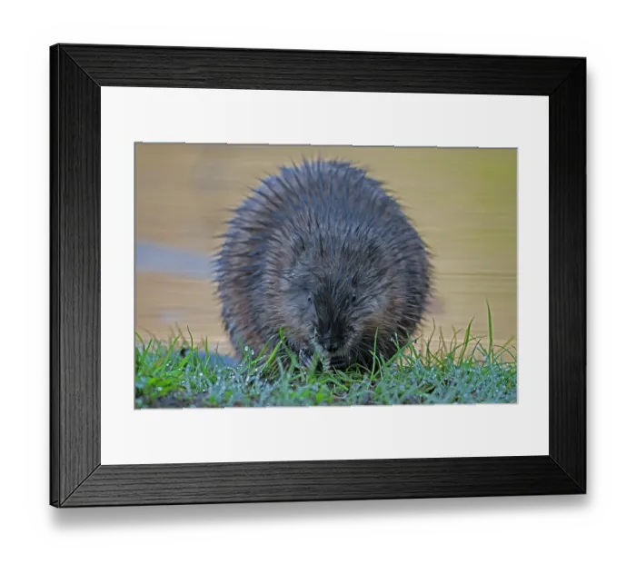 Framed Print : Muskrat (Ondatra zibethicus) feeding at edge of beaver pond, Acadia National Park, Maine, USA. May Framed Print : Muskrat (Ondatra zibethicus) feeding at edge of beaver pond, Acadia National Park, Maine, USA. May
