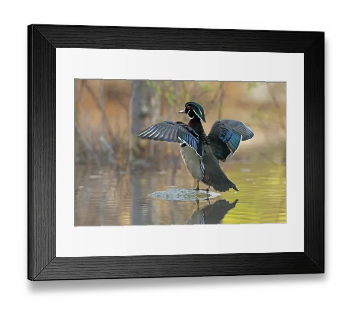 Framed Print : Wood duck (Aix sponsa) male in breeding plumage, standing in shallow water spreading wings, Acadia National Park, Maine, USA. May Framed Print : Wood duck (Aix sponsa) male in breeding plumage, standing in shallow water spreading wings, Acadia National Park, Maine, USA. May