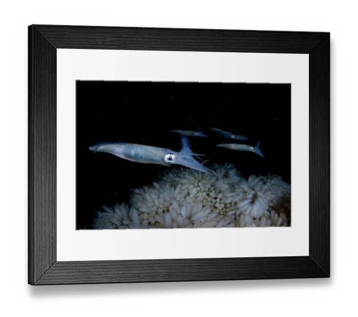 Framed Print : RF - Opalescent inshore squid (Doryteuthis opalescens) female, laying eggs, Vancouver Island, British Columbia, Canada, Pacific Ocean Framed Print : RF - Opalescent inshore squid (Doryteuthis opalescens) female, laying eggs, Vancouver Island, British Columbia, Canada, Pacific Ocean