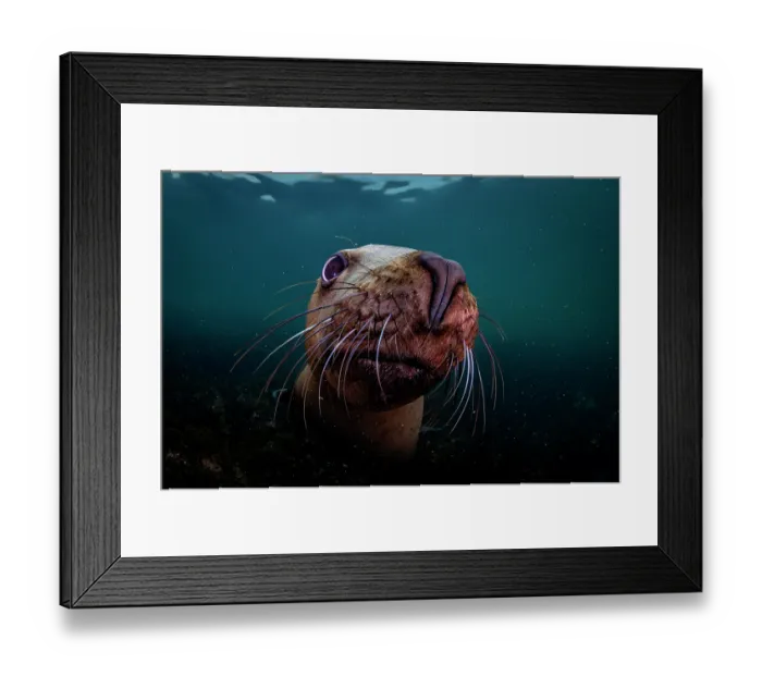 Framed Print : Steller sea lion (Eumeptopias jubatus) underwater portrait, Salish Sea, Vancouver Island, British Columbia, Canada Framed Print : Steller sea lion (Eumeptopias jubatus) underwater portrait, Salish Sea, Vancouver Island, British Columbia, Canada