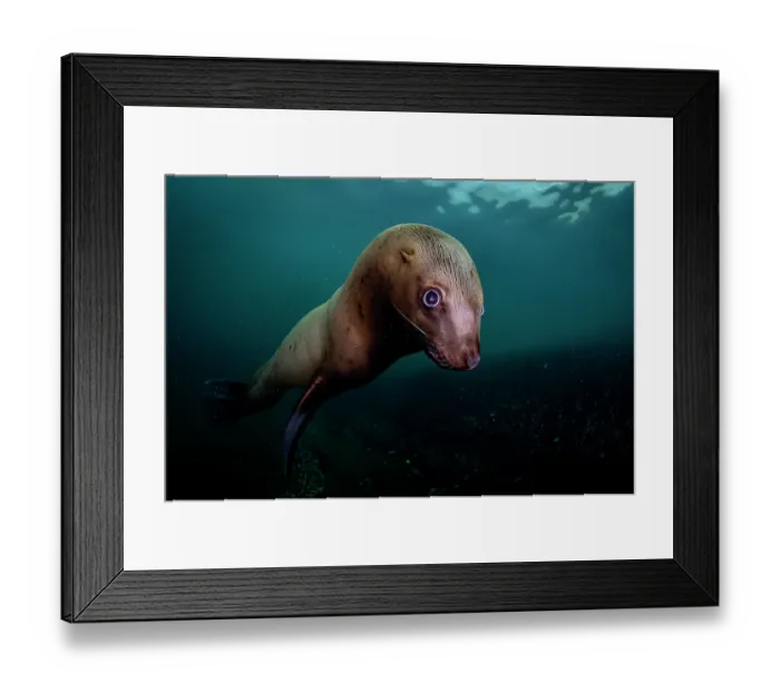 Framed Print : Steller sea lion (Eumeptopias jubatus) underwater portrait, Salish Sea, Vancouver Island, British Columbia, Canada Framed Print : Steller sea lion (Eumeptopias jubatus) underwater portrait, Salish Sea, Vancouver Island, British Columbia, Canada
