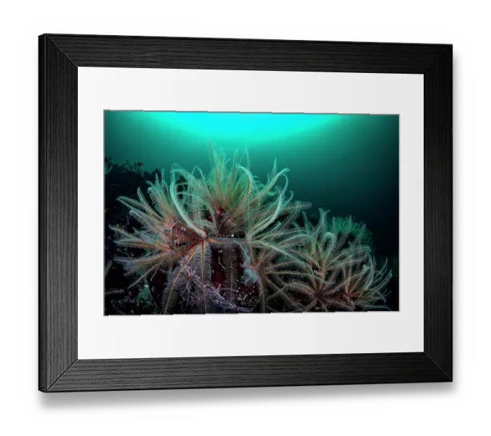 Framed Print : Feather stars (Florometra serratissima) feeding on plankton, Salish Sea, Vancouver Island, British Columbia, Canada Framed Print : Feather stars (Florometra serratissima) feeding on plankton, Salish Sea, Vancouver Island, British Columbia, Canada