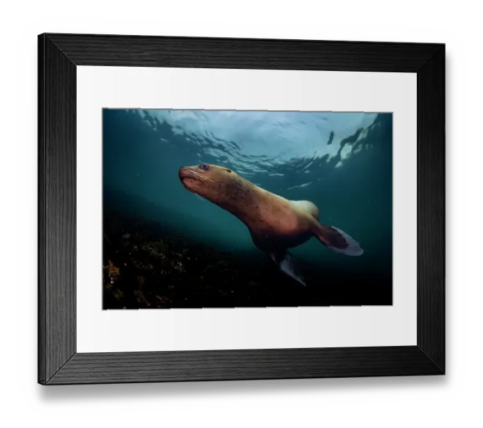 Framed Print : RF - Steller sea lion (Eumeptopias jubatus) swimming underwater, Salish Sea, Vancouver Island, British Columbia, Canada Framed Print : RF - Steller sea lion (Eumeptopias jubatus) swimming underwater, Salish Sea, Vancouver Island, British Columbia, Canada