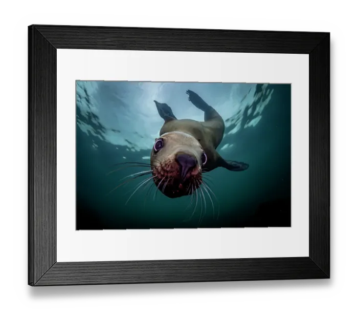 Framed Print : Steller sea lion (Eumeptopias jubatus) swimming underwater, Salish Sea, Vancouver Island, British Columbia, Canada Framed Print : Steller sea lion (Eumeptopias jubatus) swimming underwater, Salish Sea, Vancouver Island, British Columbia, Canada