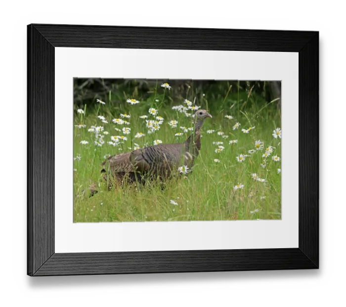 Framed Print : Wild turkey (Meleagris gallopavo) hen among wildflowers, Acadia National Park, Maine, USA. July Framed Print : Wild turkey (Meleagris gallopavo) hen among wildflowers, Acadia National Park, Maine, USA. July