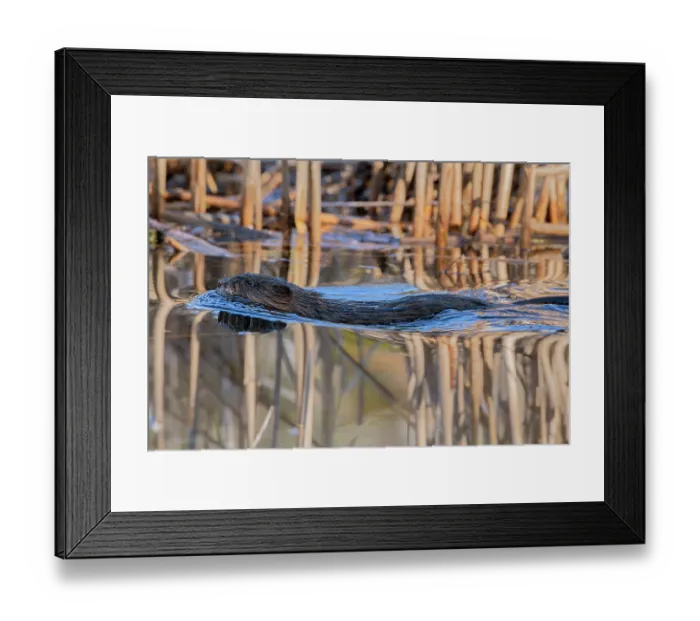 Framed Print : Muskrat (Ondatra zibethicus) swimming in beaver pond at sunrise. April in Acadia National Park, Maine Framed Print : Muskrat (Ondatra zibethicus) swimming in beaver pond at sunrise. April in Acadia National Park, Maine