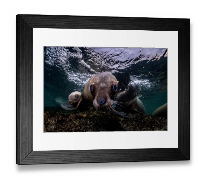 Framed Print : Group of Steller sea lions (Eumeptopias jubatus) swimming underwater, Salish Sea, Vancouver Island, British Columbia, Canada Framed Print : Group of Steller sea lions (Eumeptopias jubatus) swimming underwater, Salish Sea, Vancouver Island, British Columbia, Canada