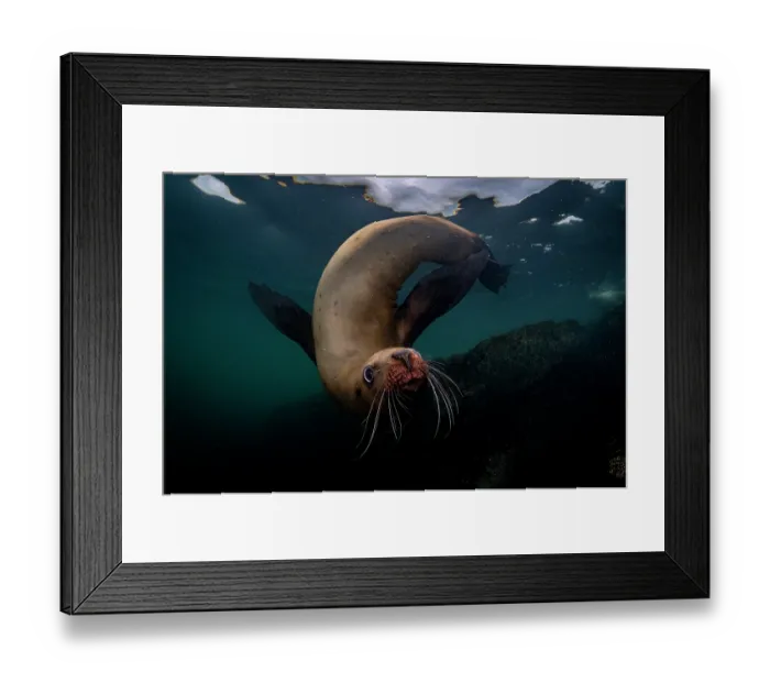 Framed Print : RF - Steller sea lion (Eumeptopias jubatus) swimming underwater, Salish Sea, Vancouver Island, British Columbia, Canada Framed Print : RF - Steller sea lion (Eumeptopias jubatus) swimming underwater, Salish Sea, Vancouver Island, British Columbia, Canada