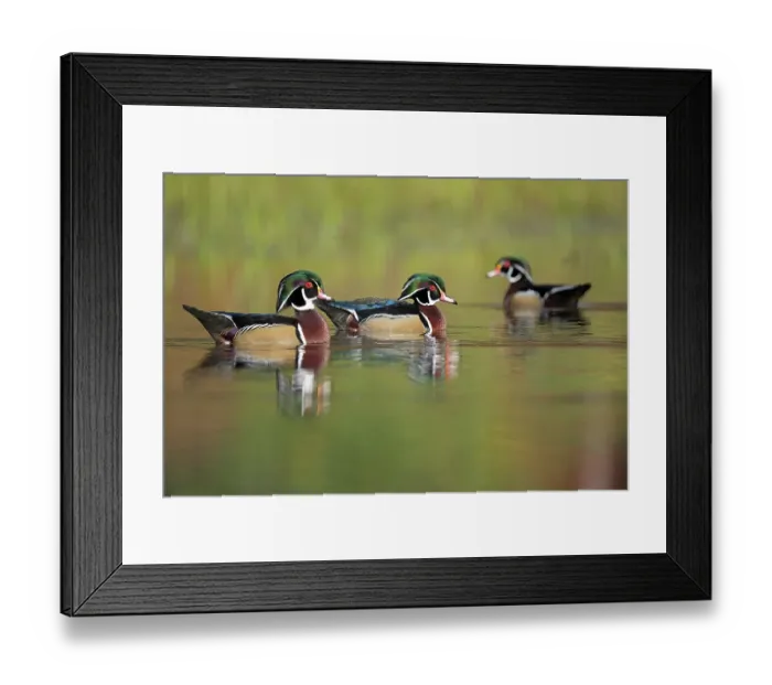 Framed Print : Three Wood ducks (Aix sponsa) male, on pond at sunrise, Acadia National Park, Maine, USA. October Framed Print : Three Wood ducks (Aix sponsa) male, on pond at sunrise, Acadia National Park, Maine, USA. October