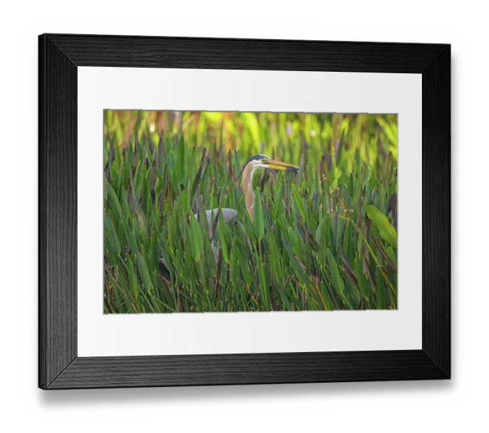 Framed Print : Great blue heron (Ardea herodias) feeding on Florida softshell turtle (Apalone ferox) prey, Green Cay Wetlands, Boynton Beach, Florida, USA. March Framed Print : Great blue heron (Ardea herodias) feeding on Florida softshell turtle (Apalone ferox) prey, Green Cay Wetlands, Boynton Beach, Florida, USA. March