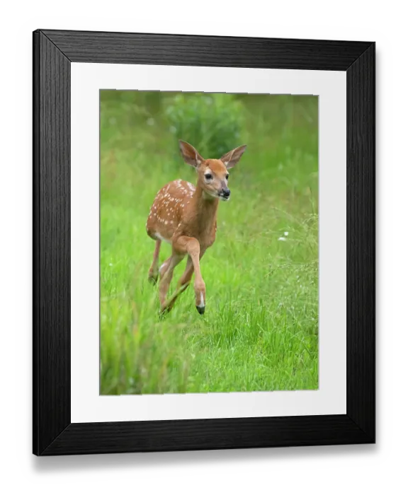 Framed Print : White-tailed deer (Odocoileus virginianus) fawn running in grass, Acadia National Park, Maine, USA. July Framed Print : White-tailed deer (Odocoileus virginianus) fawn running in grass, Acadia National Park, Maine, USA. July