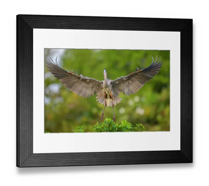 Framed Print : Great blue heron (Ardea herodias) landing in tree top, Audubon Venice Rookery, Florida, USA. March Framed Print : Great blue heron (Ardea herodias) landing in tree top, Audubon Venice Rookery, Florida, USA. March