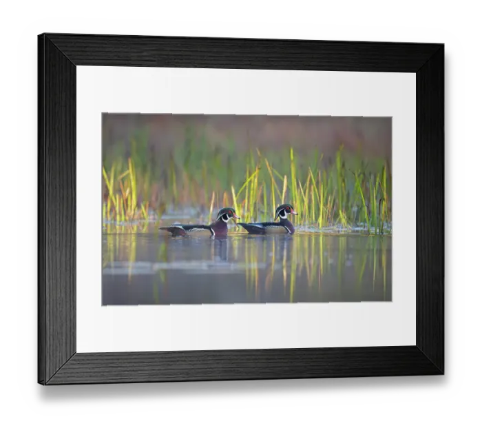 Framed Print : Two Wood ducks (Aix sponsa) male, on water at dawn, Acadia National Park, Maine, USA. October Framed Print : Two Wood ducks (Aix sponsa) male, on water at dawn, Acadia National Park, Maine, USA. October