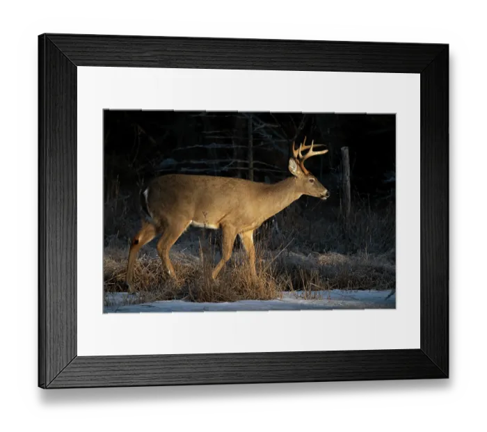 Framed Print : White-tailed deer (Odocoileus virginianus) buck walking on an icy beaver pond at dawn, Acadia National Park, Maine, USA. February Framed Print : White-tailed deer (Odocoileus virginianus) buck walking on an icy beaver pond at dawn, Acadia National Park, Maine, USA. February