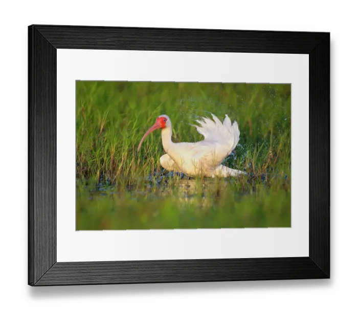 Framed Print : American white ibis (Eudocimus albus) standing among vegetation in shallow water, Myakka River State Park, Florida, USA. March Framed Print : American white ibis (Eudocimus albus) standing among vegetation in shallow water, Myakka River State Park, Florida, USA. March