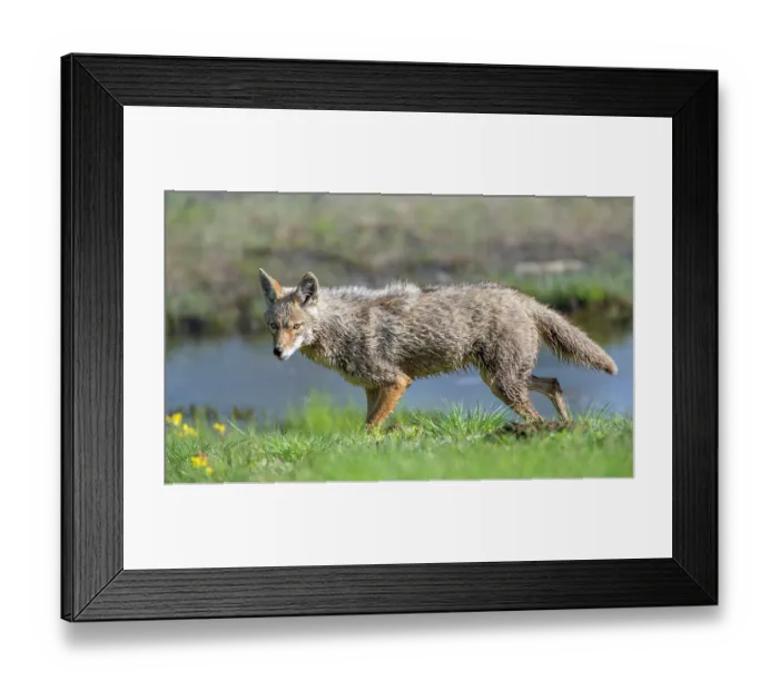 Framed Print : Coyote (Canis latrans) hunting in wetland meadow, Yellowstone National Park, Wyoming, USA. June
