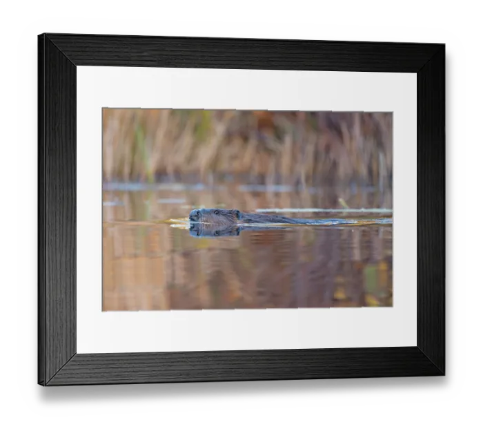 Framed Print : North American beaver (Castor canadensis) swimming at sunrise, Acadia National Park, Maine, USA. October Framed Print : North American beaver (Castor canadensis) swimming at sunrise, Acadia National Park, Maine, USA. October