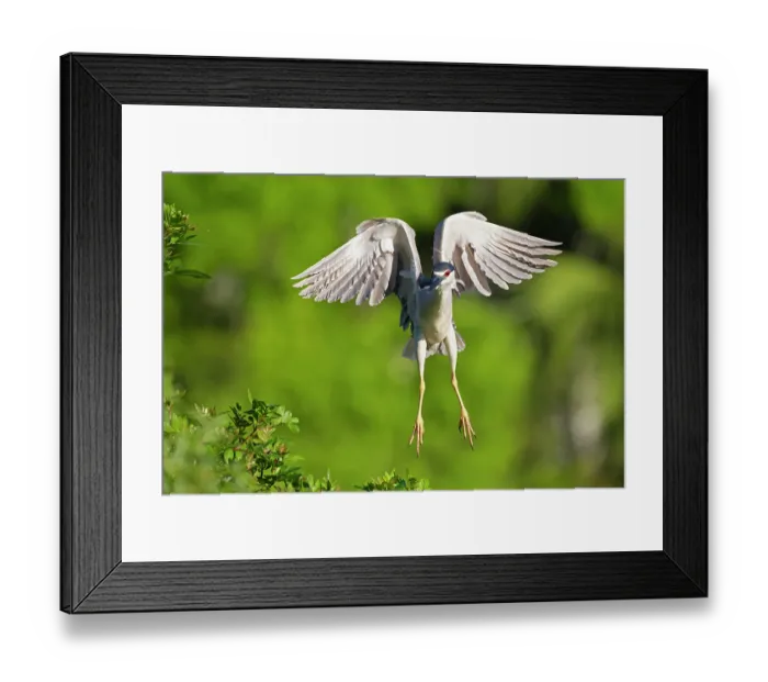 Framed Print : Black-crowned night Heron (Nycticorax nycticorax) taking flight, Audubon Venice Rookery, Florida, USA. March Framed Print : Black-crowned night Heron (Nycticorax nycticorax) taking flight, Audubon Venice Rookery, Florida, USA. March