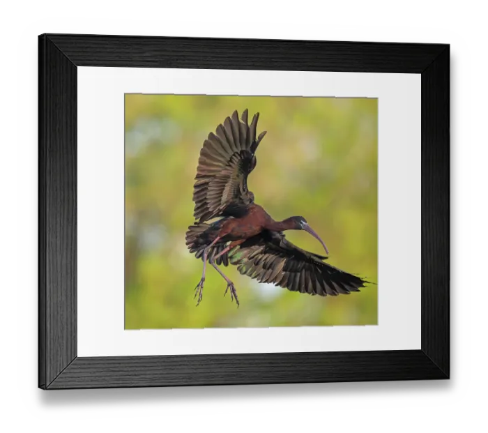 Framed Print : Glossy ibis (Plegadis falcinellus) in flight, Audubon Venice Rookery, Florida, USA. March Framed Print : Glossy ibis (Plegadis falcinellus) in flight, Audubon Venice Rookery, Florida, USA. March