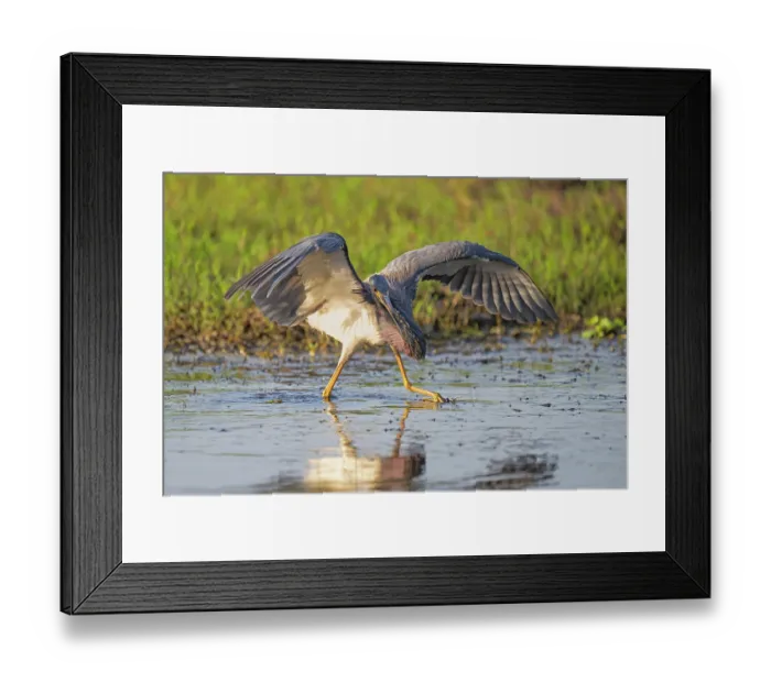 Framed Print : Tricolored heron (Egretta tricolor) fishing in shallow water with wings spread to provide shade for better visibility, Myakka River State Park, Florida, USA. March Framed Print : Tricolored heron (Egretta tricolor) fishing in shallow water with wings spread to provide shade for better visibility, Myakka River State Park, Florida, USA. March