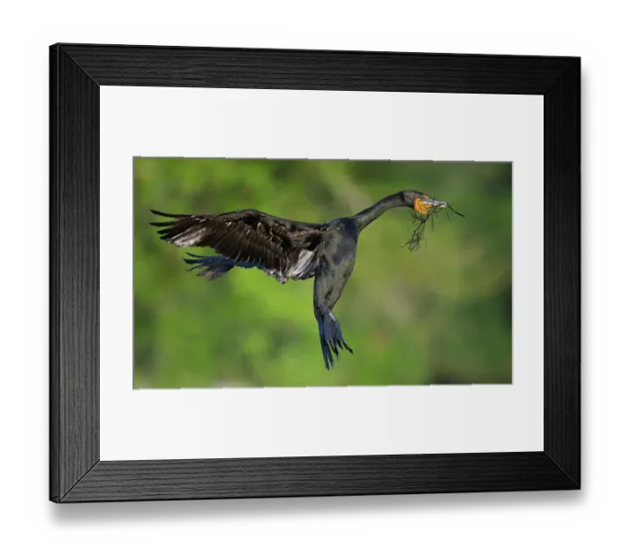 Framed Print : Double-crested cormorant (Nannopterum auritum) taking flight with nesting material in beak, Audubon Venice Rookery, Florida, USA. March Framed Print : Double-crested cormorant (Nannopterum auritum) taking flight with nesting material in beak, Audubon Venice Rookery, Florida, USA. March