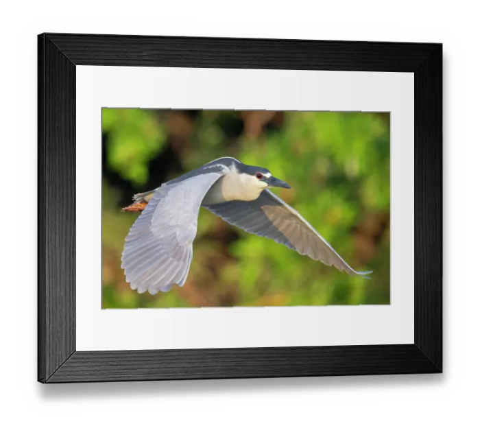 Framed Print : Black-crowned night heron (Nycticorax nycticorax) in flight, Audubon Venice Rookery, Florida, USA. March Framed Print : Black-crowned night heron (Nycticorax nycticorax) in flight, Audubon Venice Rookery, Florida, USA. March