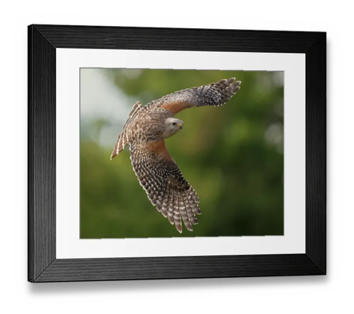 Framed Print : Red-shouldered hawk (Buteo lineatus) in flight, Corkscrew Regional Ecosystem Watershed (CREW) Bird Rookery Swamp, near Naples, Florida, USA. March Framed Print : Red-shouldered hawk (Buteo lineatus) in flight, Corkscrew Regional Ecosystem Watershed (CREW) Bird Rookery Swamp, near Naples, Florida, USA. March
