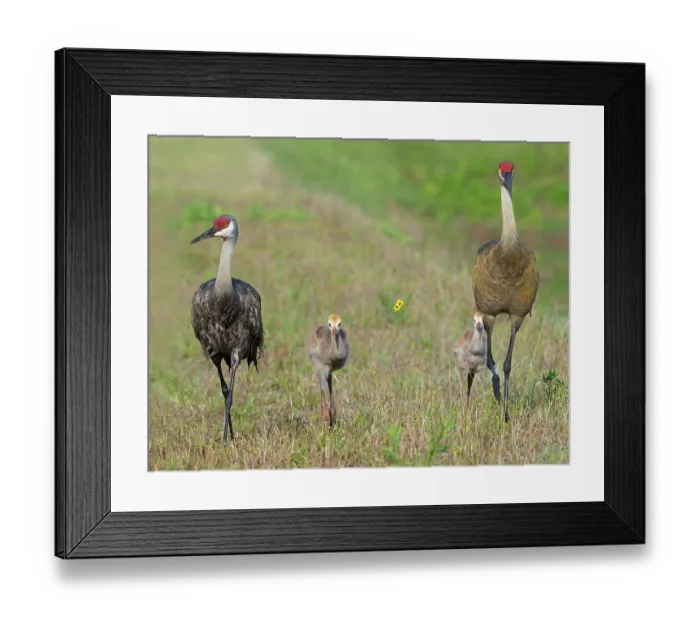Framed Print : Sandhill cranes (Antigone canadensis) pair, with two chicks walking in grassland, near Venice, Florida, USA. March Framed Print : Sandhill cranes (Antigone canadensis) pair, with two chicks walking in grassland, near Venice, Florida, USA. March