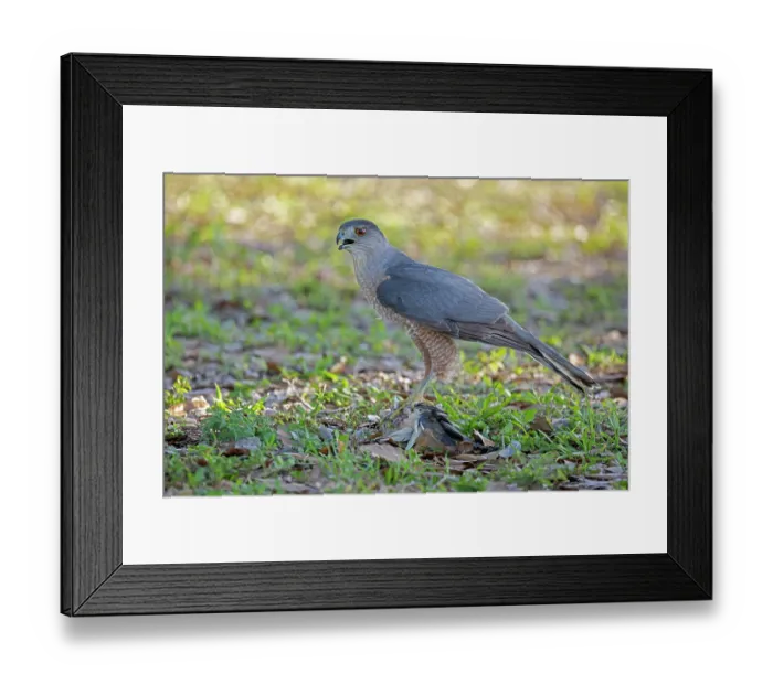 Framed Print : Cooper's hawk (Accipiter cooperii) perched on ground with prey, Cape Coral, Florida, USA. March Framed Print : Cooper's hawk (Accipiter cooperii) perched on ground with prey, Cape Coral, Florida, USA. March