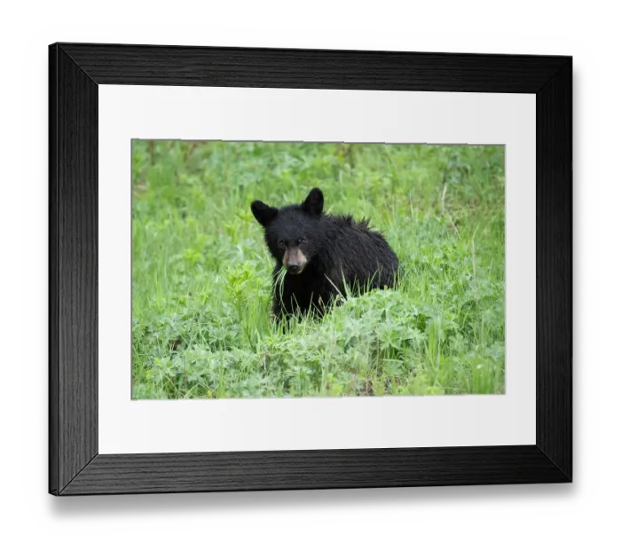 Framed Print : Black bear (Ursus americanus) cub, aged one year, feeding on vegetation, Yellowstone National Park, Wyoming, USA. June Framed Print : Black bear (Ursus americanus) cub, aged one year, feeding on vegetation, Yellowstone National Park, Wyoming, USA. June