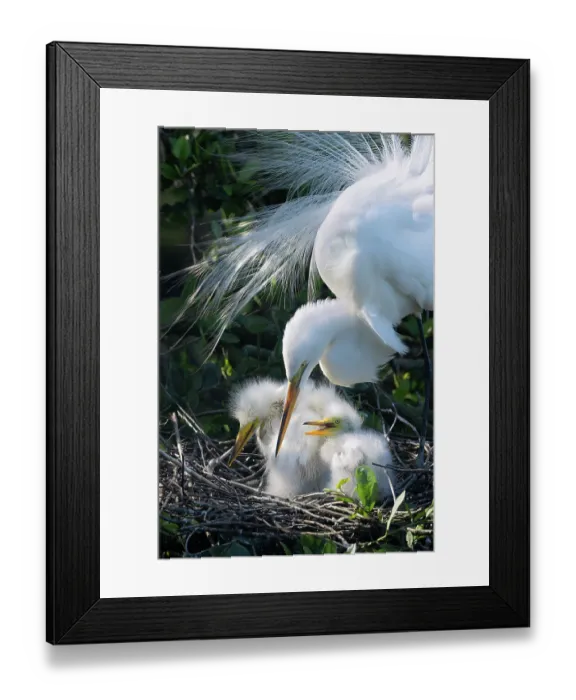 Framed Print : Great egret (Ardea alba) on nest with chicks, St. Augustine, Florida, USA. March Framed Print : Great egret (Ardea alba) on nest with chicks, St. Augustine, Florida, USA. March