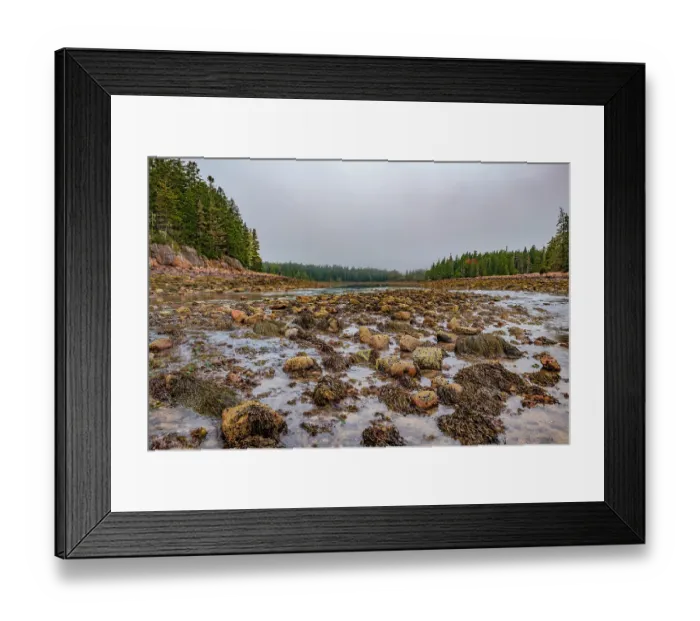 Framed Print : Seaweed-covered rock son seabed exposed at low tide in Ship harbor, Acadia National Park, Maine, USA. September 2023 Framed Print : Seaweed-covered rock son seabed exposed at low tide in Ship harbor, Acadia National Park, Maine, USA. September 2023