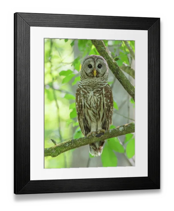 Framed Print : Barred owl (Strix varia) perched on branch, Corkscrew Swamp Audubon Sanctuary, Florida, USA. March Framed Print : Barred owl (Strix varia) perched on branch, Corkscrew Swamp Audubon Sanctuary, Florida, USA. March