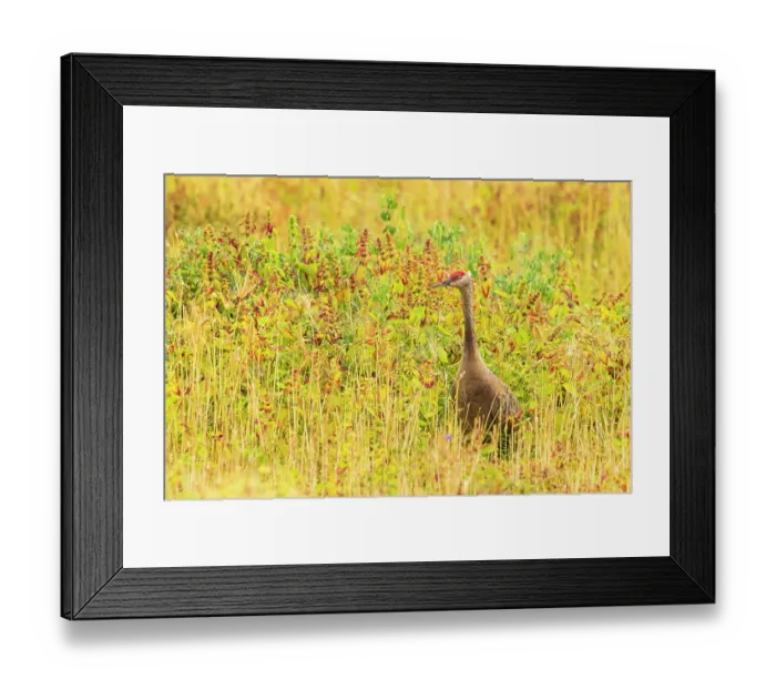 Framed Print : Canadian crane (Grus canadensis) standing in long grass, Fairbanks, Alaska, USA. September Framed Print : Canadian crane (Grus canadensis) standing in long grass, Fairbanks, Alaska, USA. September
