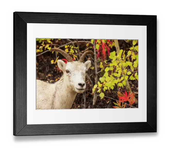 Framed Print : Dall sheep (Ovis dalli) in autumn forest, Matanuska Glacier, Alaska, USA. September Framed Print : Dall sheep (Ovis dalli) in autumn forest, Matanuska Glacier, Alaska, USA. September